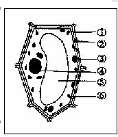 右图是成熟植物细胞结构示意图请根据图回答问题