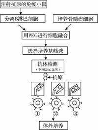 植物细胞融合依据的生物学原理是什么(3)