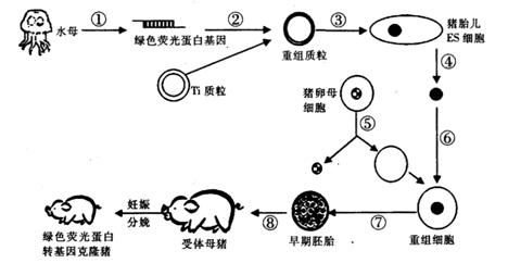 先水平下图为我国首例绿色荧光蛋白转基因克隆猪的培育过程示意图请据