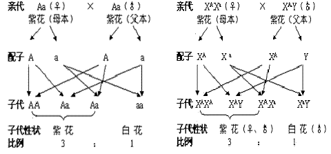 自交测交杂交图解图片