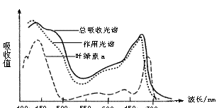 36 右图为正常绿色植物的叶绿素a的吸收 光谱.色素总吸收光谱以及光