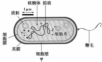 原核细胞结构模式图图片