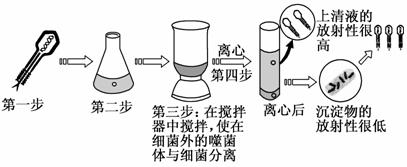 赫尔希和蔡斯利用同位素标记技术完成了著名的噬菌体侵染细菌的实验