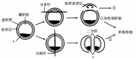 下图为哺乳动物胚胎分割和性别鉴定示意图请据图作答