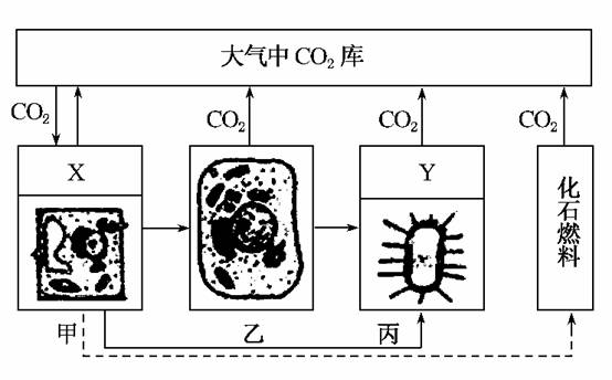 分解者怎么画图片