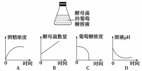 锥形瓶结构图片