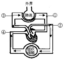 下图是人体内气体交换过程示意图,请回答:科目:来源:广西自治区模拟题