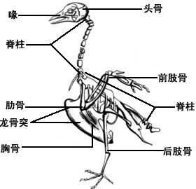 鸽子耻骨位置图片公母图片