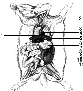 (1)把家兔的体腔分为胸腔和腹腔的结构是[ ]  是哺乳动物所特有的