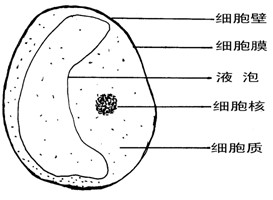 洋葱细胞结构图图片