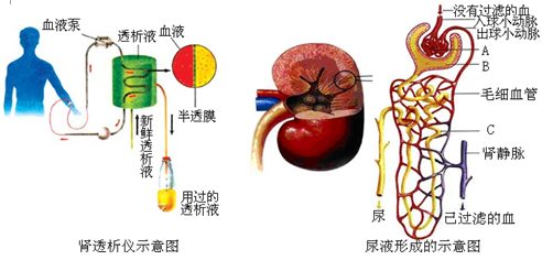 尿液的形成主要包括 和 兩個過程.分別由標號①