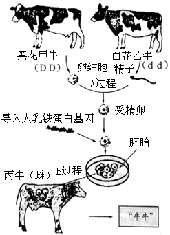 动物基因工程过程图片