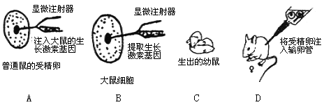 显微注射法原理图片