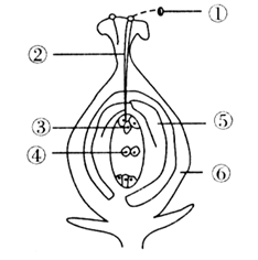下图是绿色开花植物的传粉和受精示意图下列关于其受精过程的叙述正确