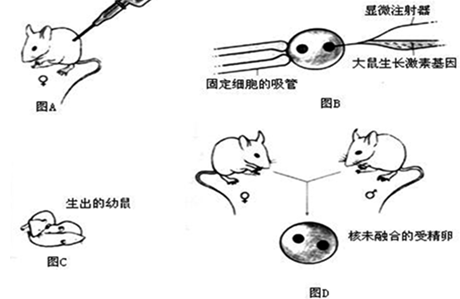 下列各图是显微注射获得转基因超级鼠示意图,分析图片后回答下列各