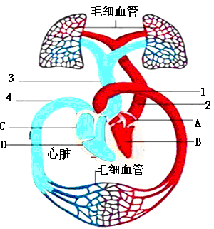 28,下图为人体的血液循环示意图,请根据图回答问题