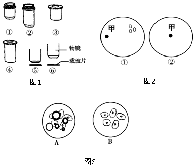 显微镜观察人口腔上皮细胞_口腔上皮细胞显微镜图(3)