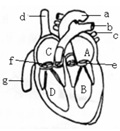 心脏器官图简画图片