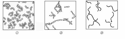 如图是有荚膜的细菌结构示意图,清据图回答下列问题