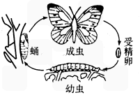 蝴蝶的变化过程简笔画图片