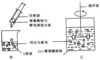 图乙是利用固定化酵母细胞进行酒精发酵的示意图