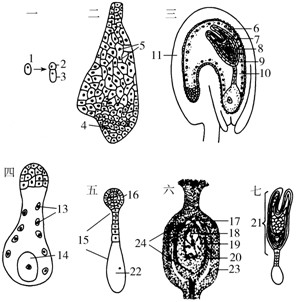 下圖為薺菜胚及胚乳發育過程示意圖.請據圖回答問題.