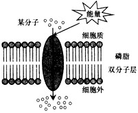 欧普照明董事长王耀海