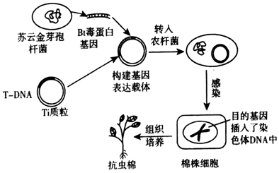 抗虫棉基因工程流程图图片