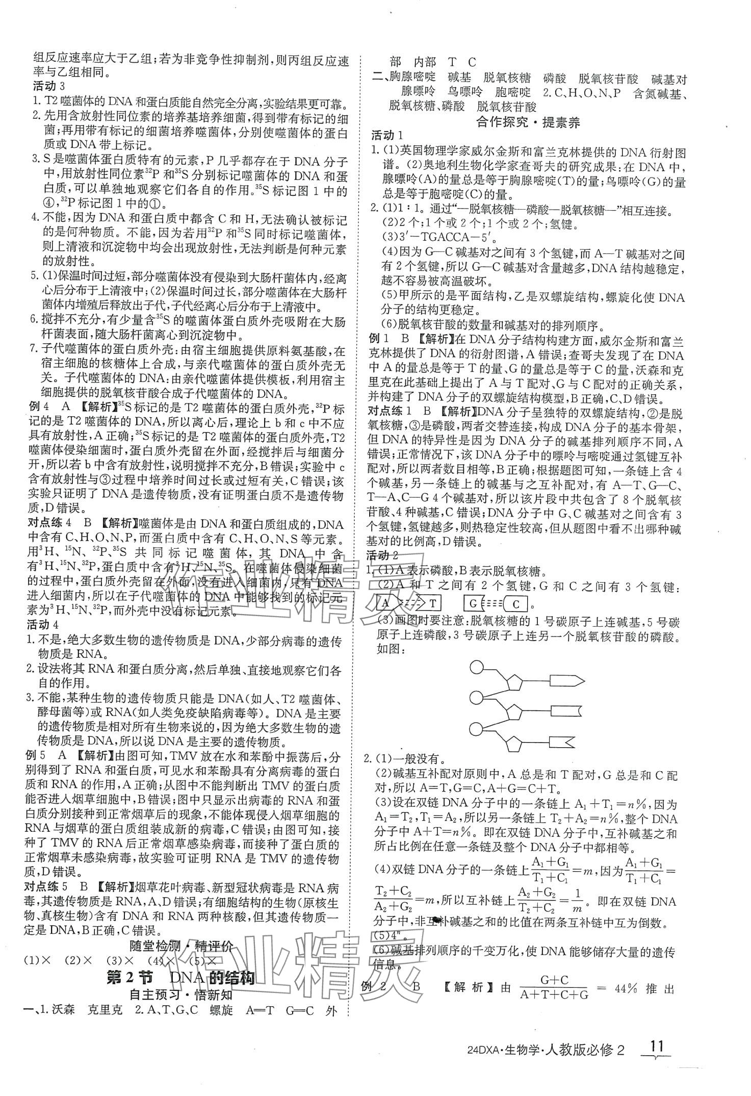 2024年金太阳导学案高中生物必修2人教版新教材&nbsp;第11页