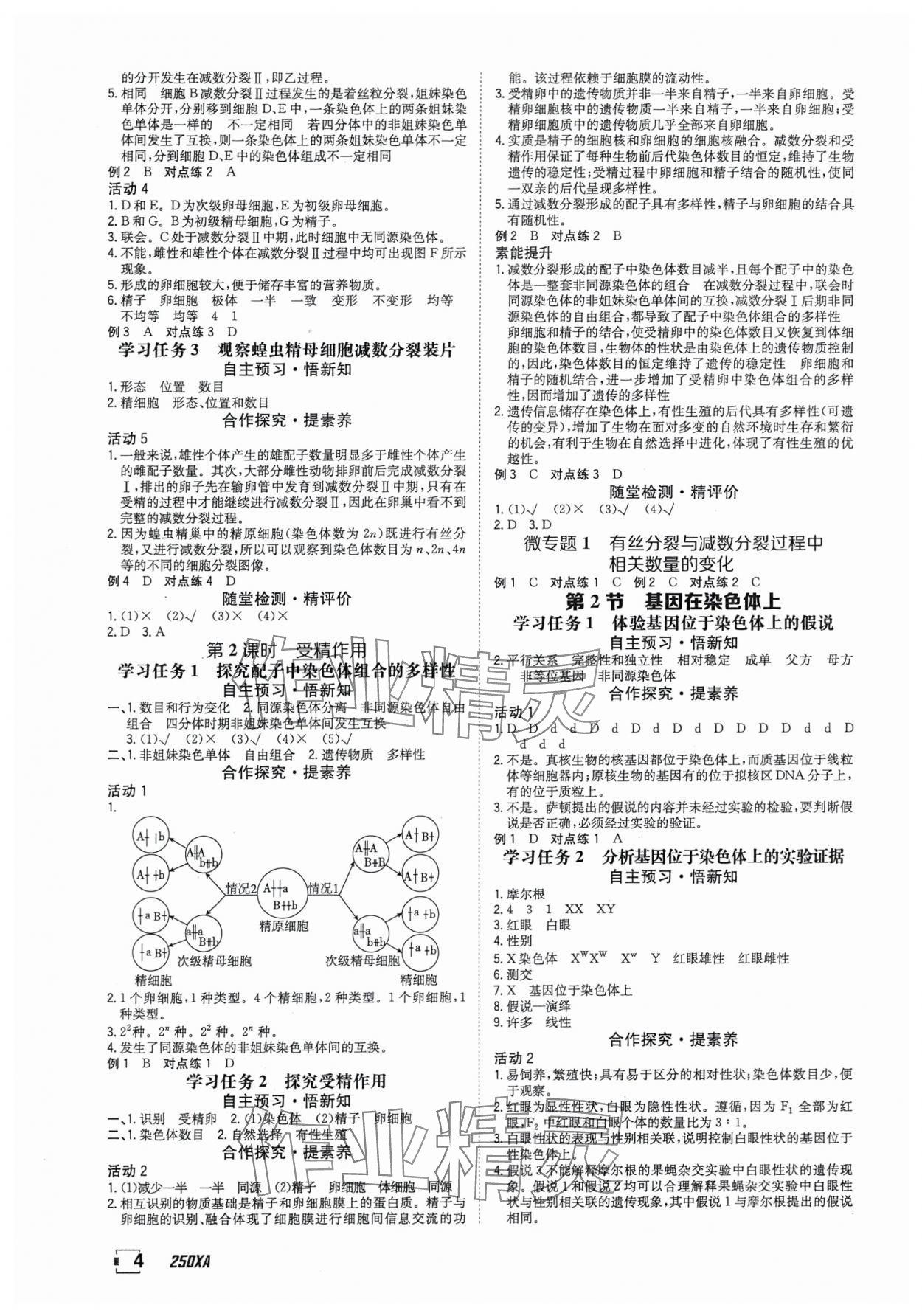 2025年金太阳导学案高中生物必修2人教版&nbsp;参考答案第4页
