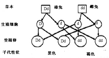 家兔的體色黑色與褐色是一對相對性狀已知黑色是由顯性基因d控制褐色