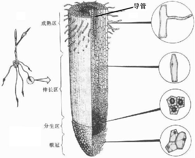 精英家教网