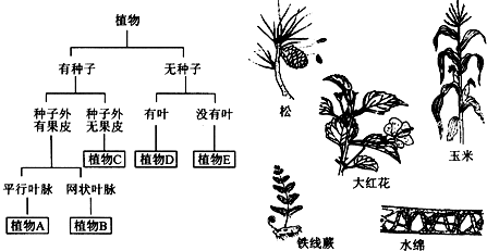 植物分类树状图图片