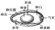 精英家教网