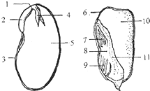 ħ����