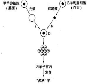 克隆羊多莉流程图图片