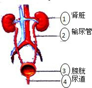 精英家教网