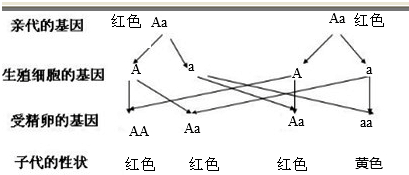 ��Ӣ�ҽ���