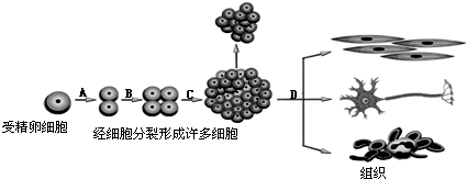 如图a,b,c,d四个箭头中,表示细胞分化的是 ( )