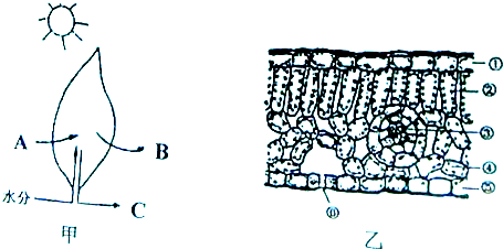 bc分别表示相应的物质如图乙是蚕豆叶横切面的结构示意图其中