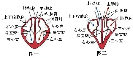 故心脏中血液的流向是:心房→心室→动脉.