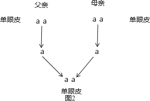 c,两个双眼皮的夫妇所生的子女可能是双眼皮,也可能是单眼皮,遗传图解