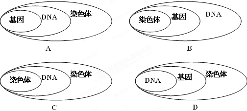 下列图示中,能正确表示染色体,dna,基因三者关系的是(   )