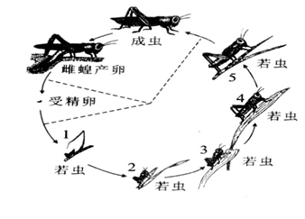 下图是蝗虫的发育过程示意图,请据图回答下列问题:科目:来源:不详题型