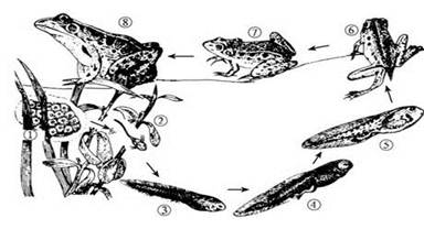 青蛙的发育经历受精卵,蝌蚪,幼蛙,成蛙四个时期,而且蝌蚪和成蛙在形态