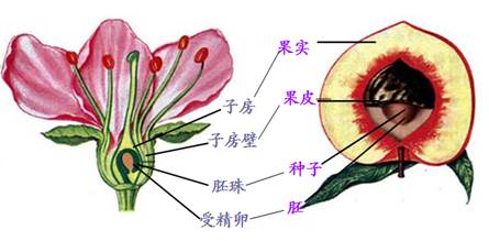 花的器官示意图图片