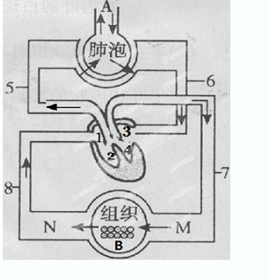 肺循环图简易示意图图片