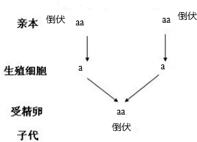 我国以小麦为食的人口_小麦简笔画