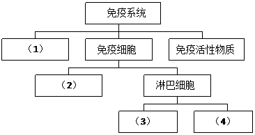 (4分)下面是人体免疫系统组成的概念图.