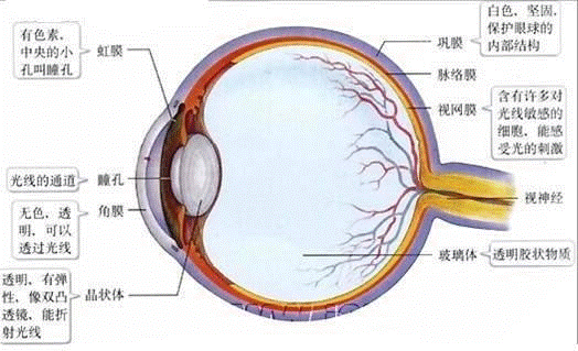 [分析]如圖眼球的結構